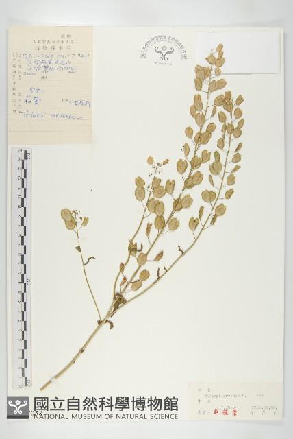 凹果菥蓂、遏藍菜藏品圖，第1張