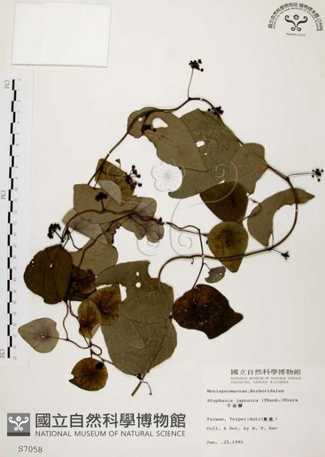 千金藤、金線吊烏龜藏品圖，第1張