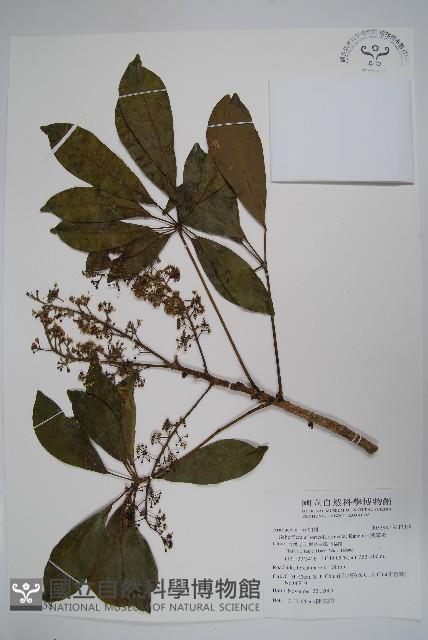 鵝掌蘗藏品圖，第1張