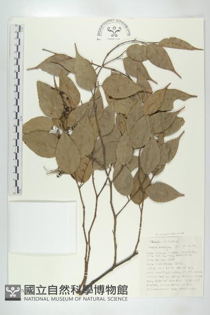 雲管花藏品圖，第1張