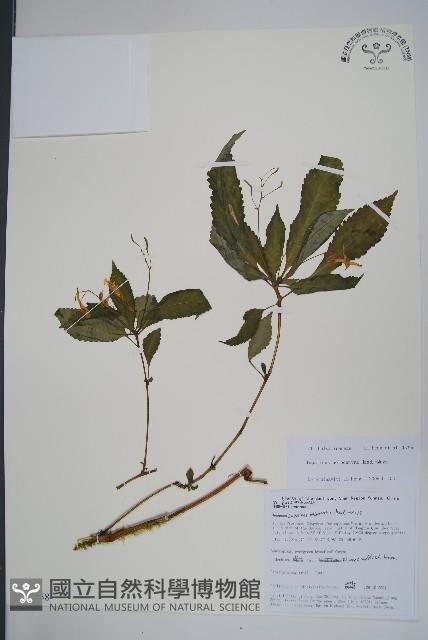 同距鳳仙花藏品圖，第1張