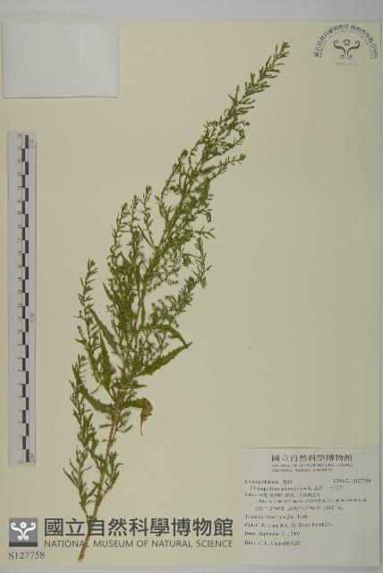 臭杏、土荊芥藏品圖，第1張