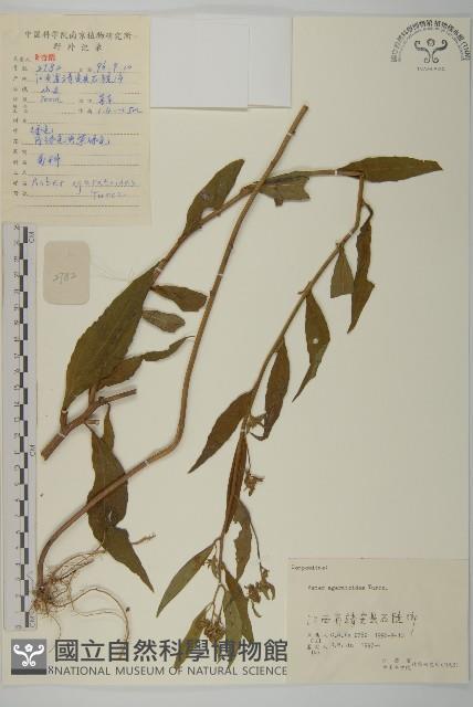 山白蘭藏品圖，第1張