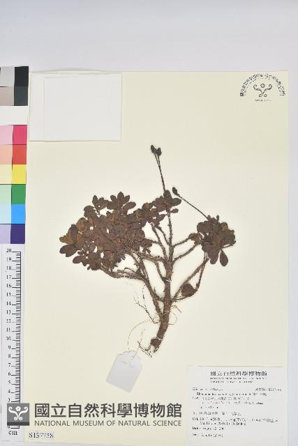 彎柱杜鵑藏品圖，第1張