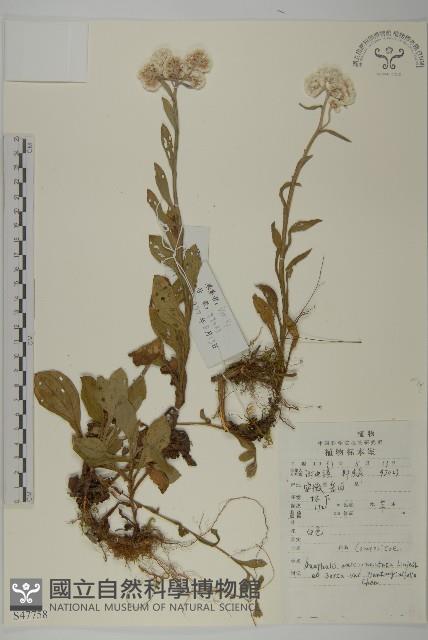 車錢葉黃腺香青藏品圖，第1張