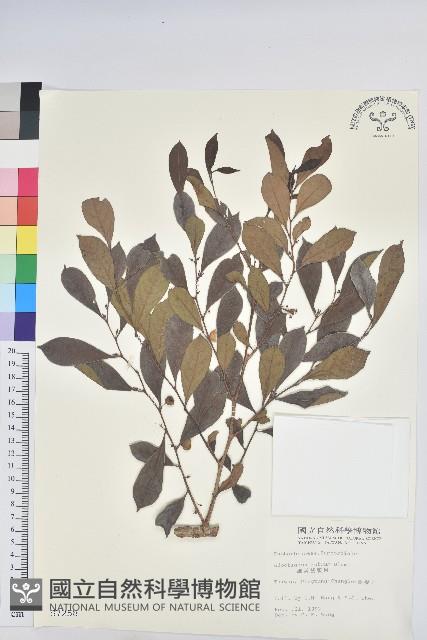 細葉饅頭果藏品圖，第1張