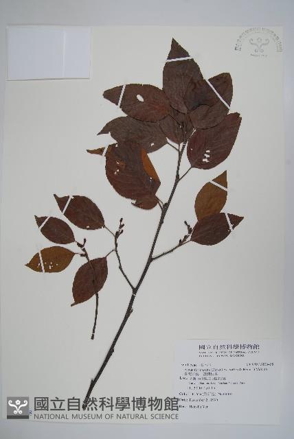 臺灣赤楊、臺灣榿木藏品圖，第1張