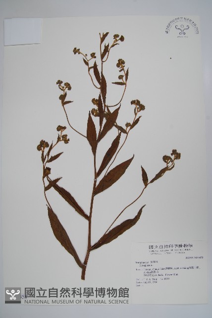登錄號:S036458藏品圖，第1張