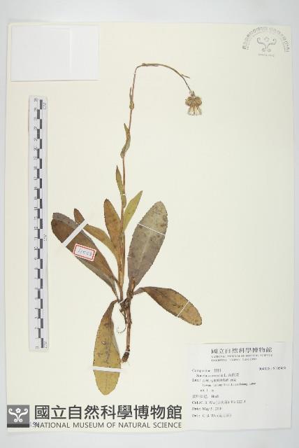 苦苣菜藏品圖，第1張