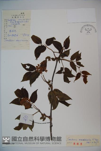 東北接骨木藏品圖，第1張