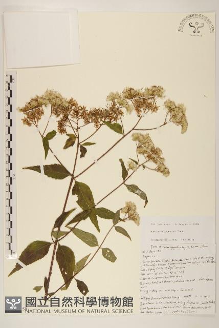 佩蘭、澤蘭藏品圖，第1張