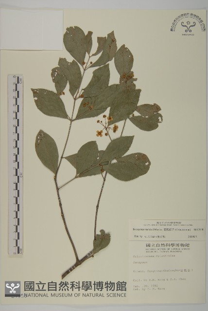 菱葉衛矛藏品圖，第1張