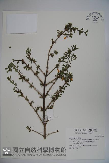 川上氏忍冬藏品圖，第1張