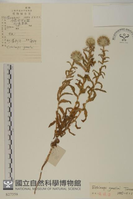 砂藍刺頭藏品圖，第1張