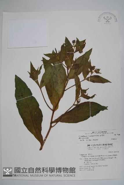 琉璃草藏品圖，第1張