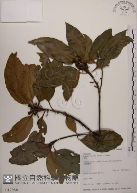 木荷藏品圖，第1張