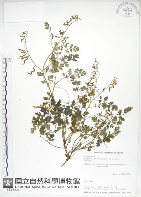 彎果黃菫藏品圖，第1張