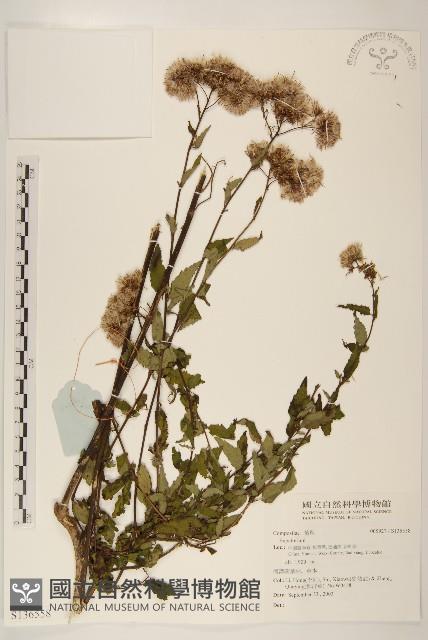 登錄號:S136558藏品圖，第1張