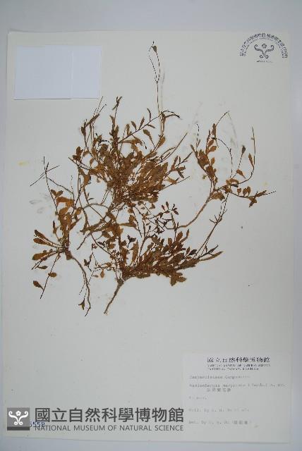 細葉蘭花參藏品圖，第1張