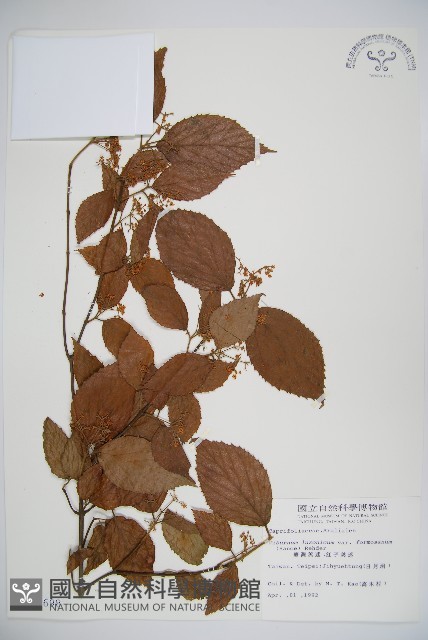 紅子莢迷藏品圖，第1張