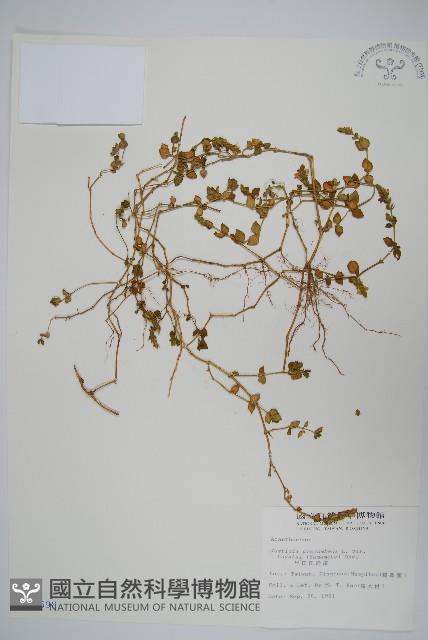 早田氏爵床藏品圖，第1張