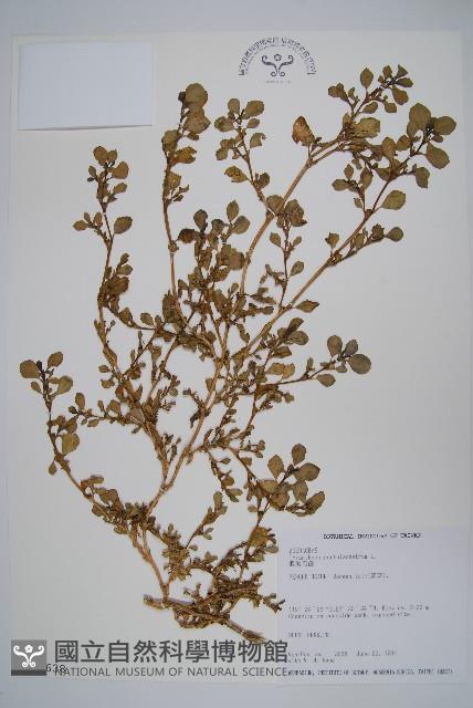 假海馬齒藏品圖，第1張