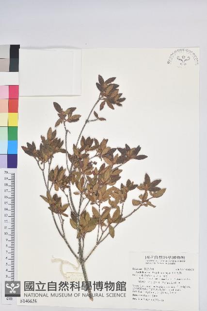 紅毛杜鵑藏品圖，第1張