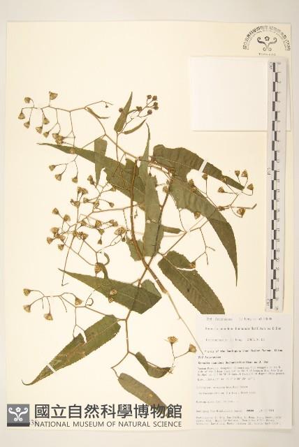 蔓黃菀藏品圖，第1張