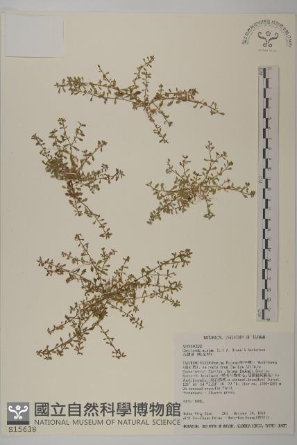 石胡荽、吐金草藏品圖，第1張