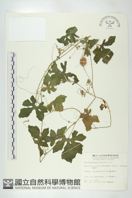 木鱉子藏品圖，第1張