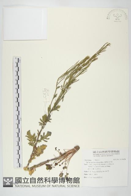 臺灣山芥菜藏品圖，第1張