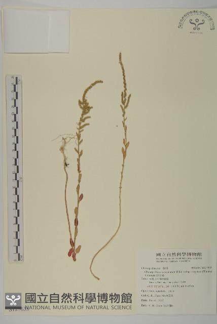 變葉藜藏品圖，第1張