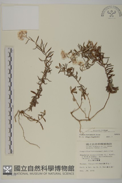 玉山抱莖籟簫藏品圖，第1張