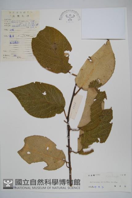 Accession Number:S037638 Collection Image, Figure 1, Total 2 Figures