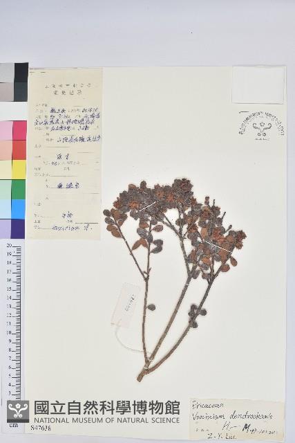 樹生越橘藏品圖，第1張