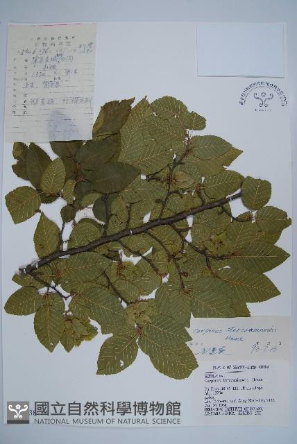 鵝耳櫪藏品圖，第1張