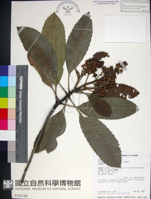 山枇杷、臺灣枇杷藏品圖，第1張