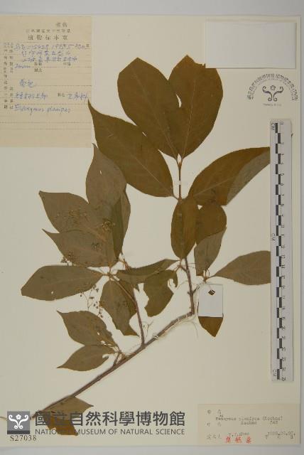 短翅衛矛藏品圖，第1張