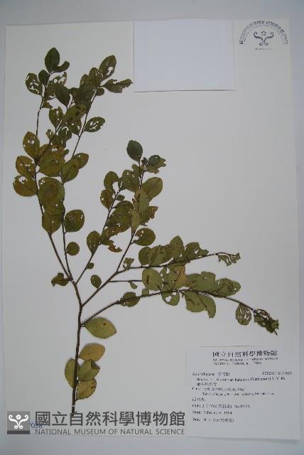 金平氏冬青藏品圖，第1張