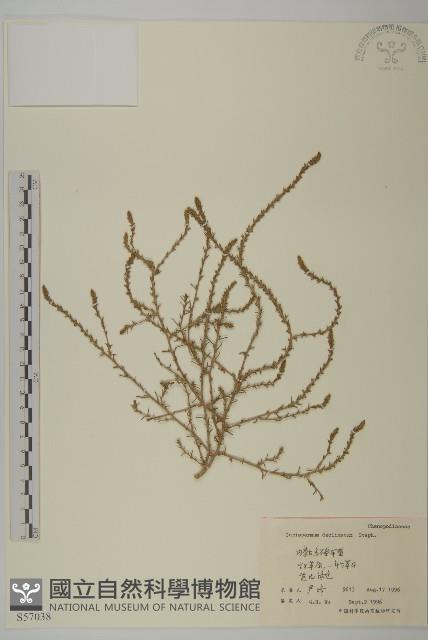 繩蟲實藏品圖，第1張