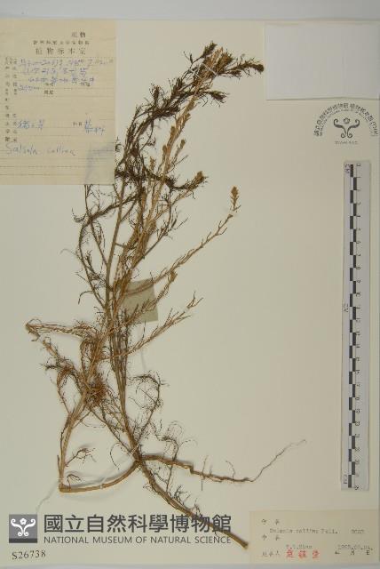 豬毛菜藏品圖，第1張