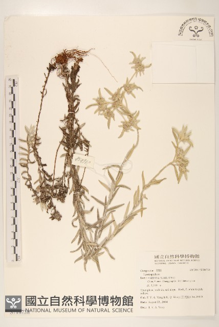 登錄號:S116738藏品圖，第1張