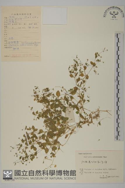 安徽繁縷藏品圖，第1張