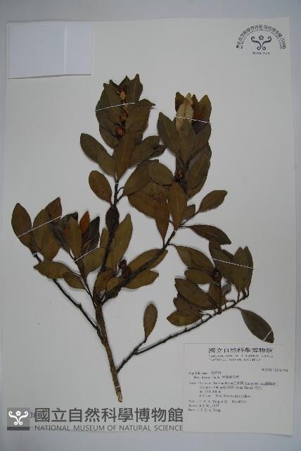 全緣葉冬青藏品圖，第1張