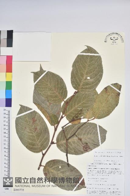 團葉南燭藏品圖，第1張