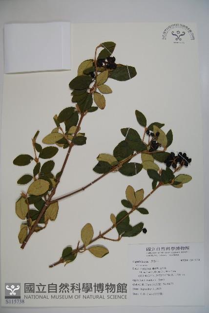 登錄號:S115738藏品圖，第1張