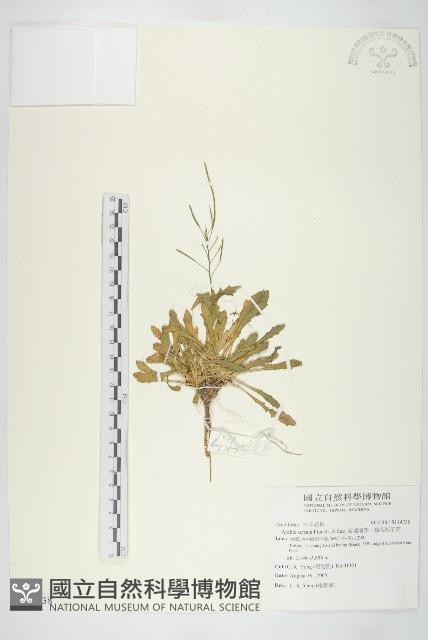 齒葉南芥、齒葉筷子芥藏品圖，第1張