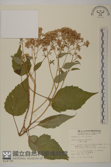 Accession Number:S014738 Collection Image, Figure 1, Total 2 Figures