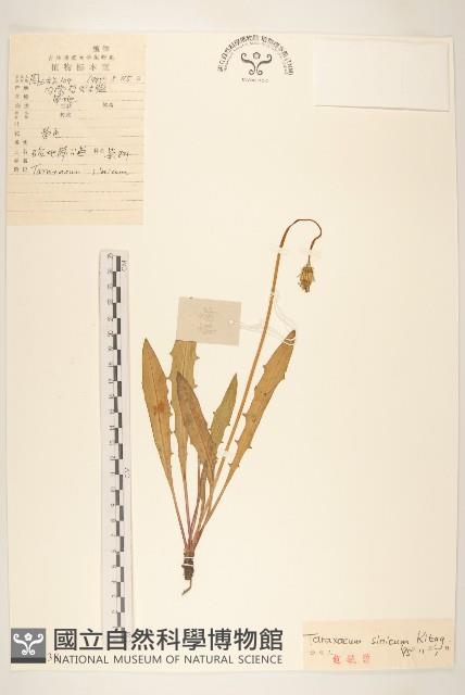 華蒲公英藏品圖，第1張