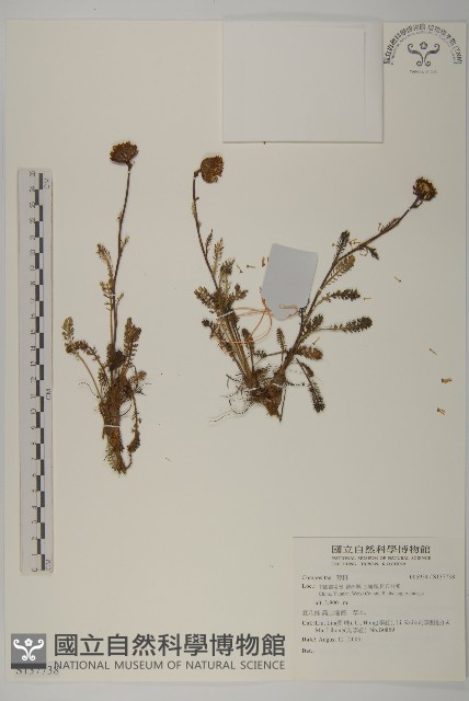 登錄號:S137738藏品圖，第1張